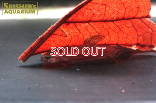 画像4: ワイルドベタ ペルセフォン 'JAMBI'（ペア） (4)