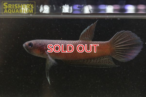 画像6: ワイルドベタ アントゥタ 'LONG POSO'（ペア） (6)