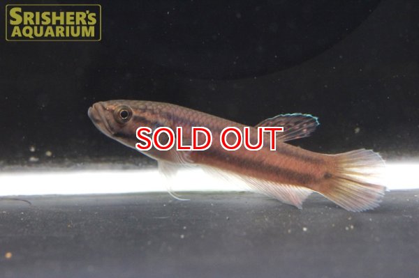 画像4: ワイルドベタ アントゥタ 'LONG POSO'（ペア） (4)