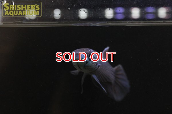 画像3: ワイルドベタ アントゥタ 'LONG POSO'（ペア） (3)