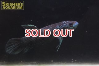 ベタの仲間 - Betta - スリッシャーズ アクアリウム