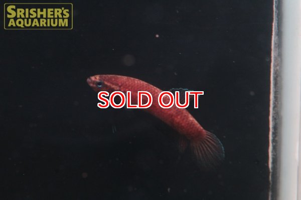 画像5: ワイルドベタ ペルセフォン 'JAMBI'（ペア） (5)