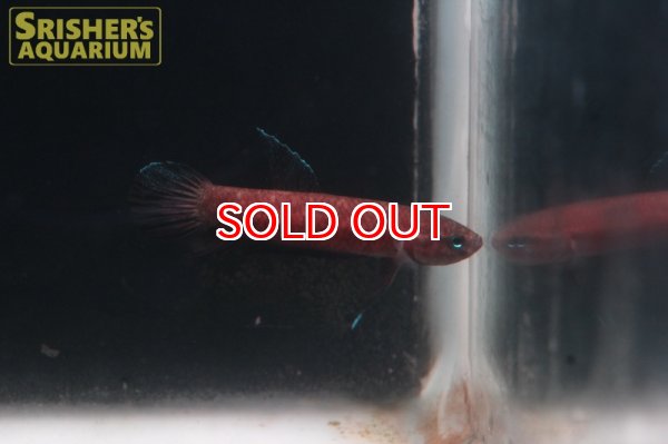 画像2: ワイルドベタ ペルセフォン 'JAMBI'（ペア） (2)