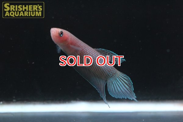 画像2: ワイルドベタ シモルム 'JAMBI'（ペア） (2)