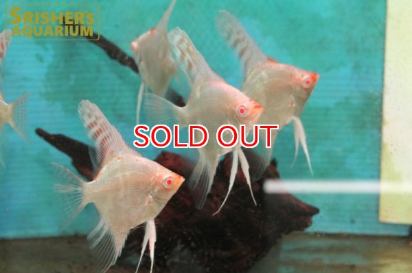 画像3: 国産アルビノスターエンゼル (3)