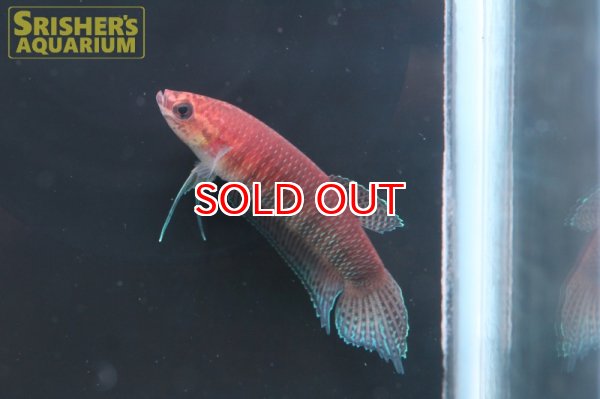 画像4: ワイルドベタ シモルム 'JAMBI'（ペア） (4)