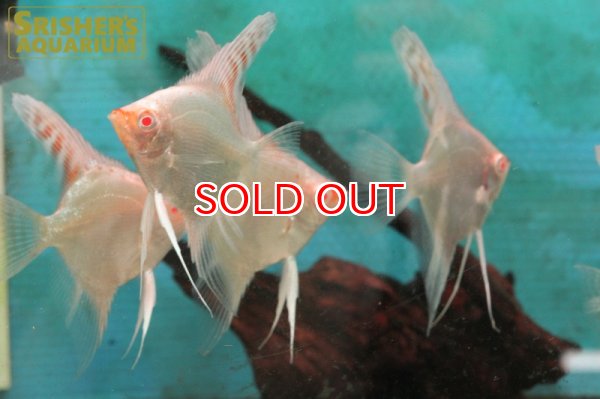 画像2: 国産アルビノスターエンゼル (2)