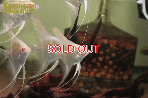 画像3: 国産アルビノネグロアルタムエンゼル（SM） (3)