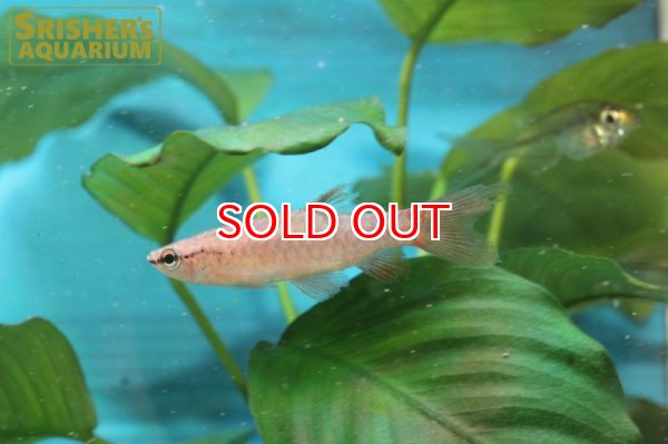 画像5: ピリュリナ SP.ブラッドレッド (5)