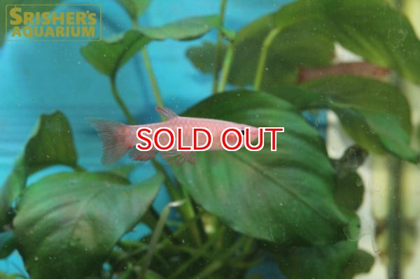 画像4: ピリュリナ SP.ブラッドレッド (4)