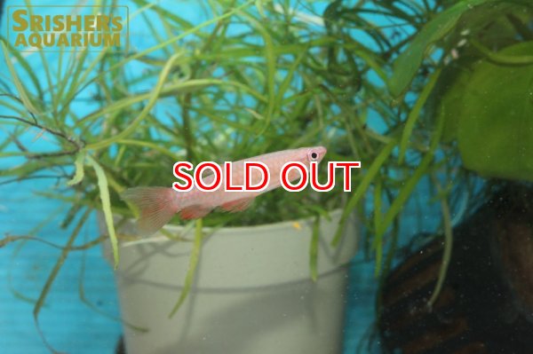 画像8: ピリュリナ SP.ブラッドレッド (8)