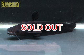 ナマズの仲間 - Cat fish - スリッシャーズ アクアリウム (Page 2)