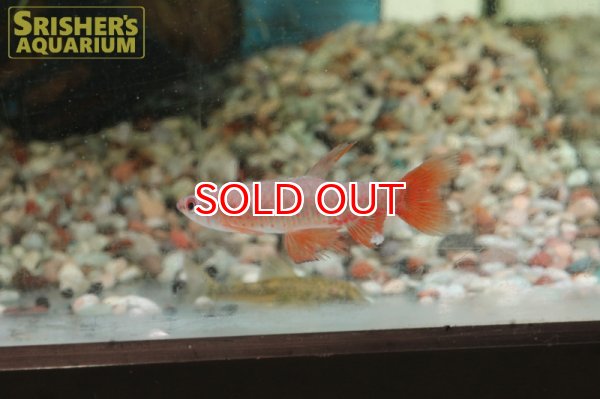 画像9: ピリュリナ SP.ブラッドレッド (9)