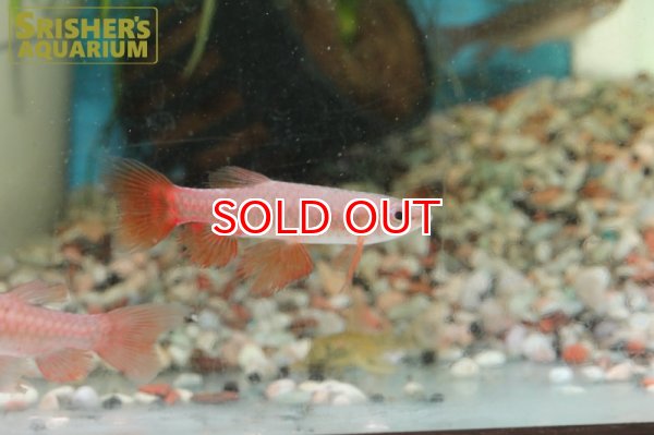 画像2: ピリュリナ SP.ブラッドレッド (2)