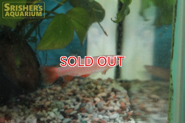 画像6: ピリュリナ SP.ブラッドレッド (6)