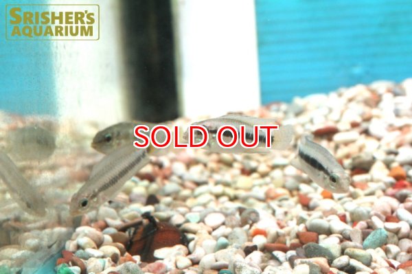 画像5: アピストグラマ  ベリフェラ　リオネグロ (２匹セット） (5)