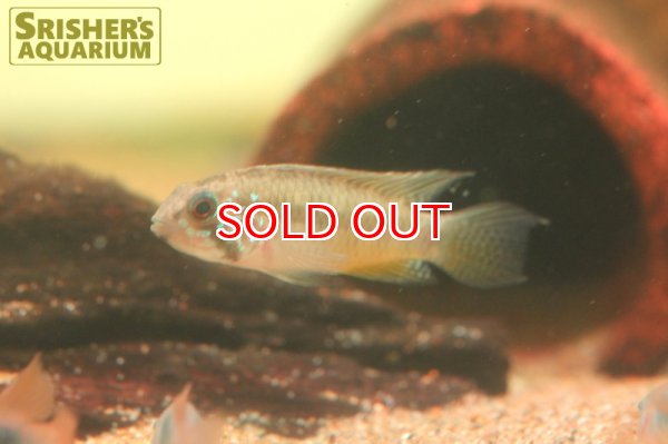 画像2: アピストグラマ  ピアロア (オス） (2)