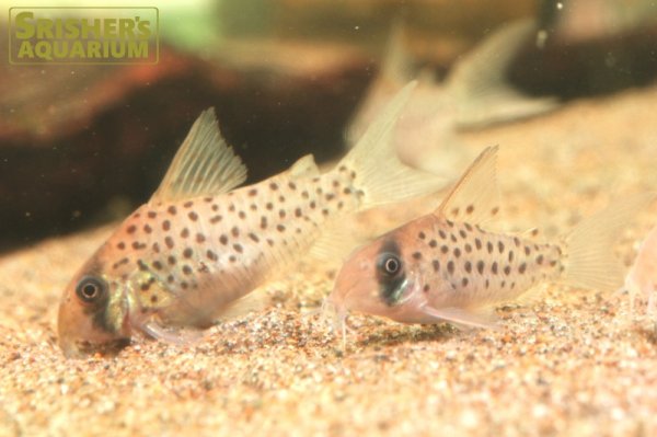 画像3: コリドラス　アトロペルソナータス (3)