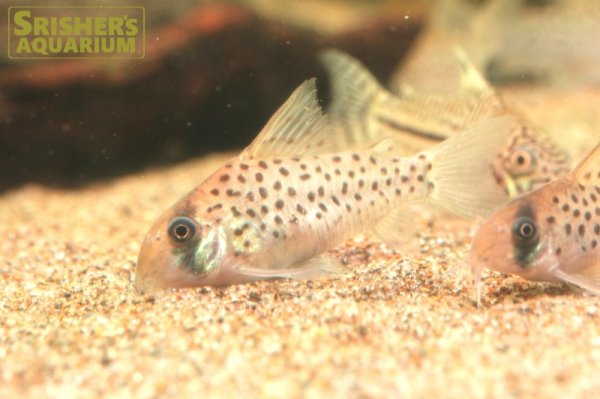 画像2: コリドラス　アトロペルソナータス (2)