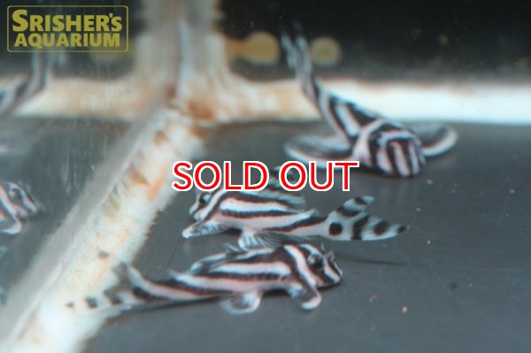 画像4: 国産インペリアルゼブラプレコ (4)