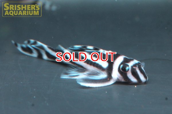 画像2: 国産インペリアルゼブラプレコ (2)