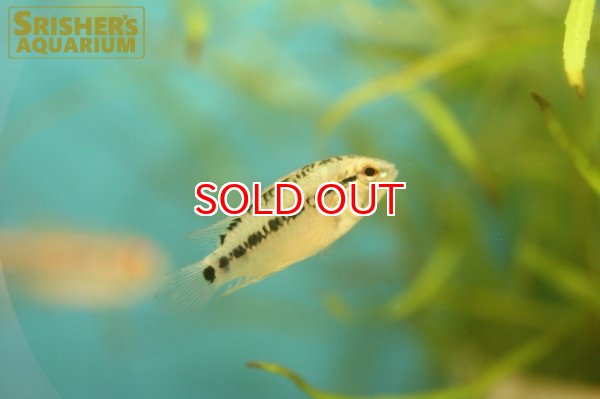 画像6: アピストグラマ  ヴィエジタIII (オス） (6)