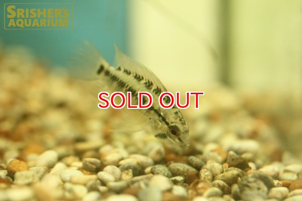 画像3: アピストグラマ  ヴィエジタIII (オス） (3)