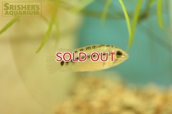 画像7: アピストグラマ  ヴィエジタIII (オス） (7)