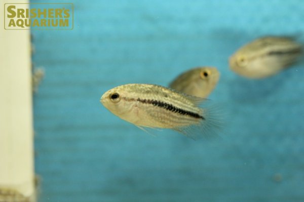 画像6: ナンナカラ　タエニア（ブリード） (6)