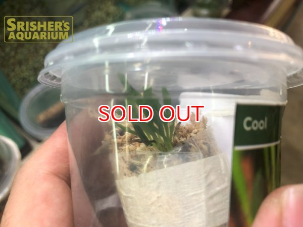 画像2: 南米着生ラン マスデバリア バンギィ カウデス オレンジ (2)