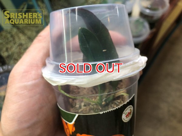 画像2: 南米着生ラン コンパレッティア ポルティラエ（Comparettia portillae) (2)