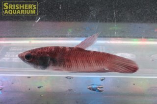 ベタの仲間 - Betta - スリッシャーズ アクアリウム