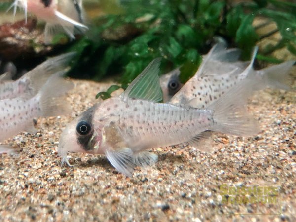 画像5: コリドラス　アトロペルソナータス (5)