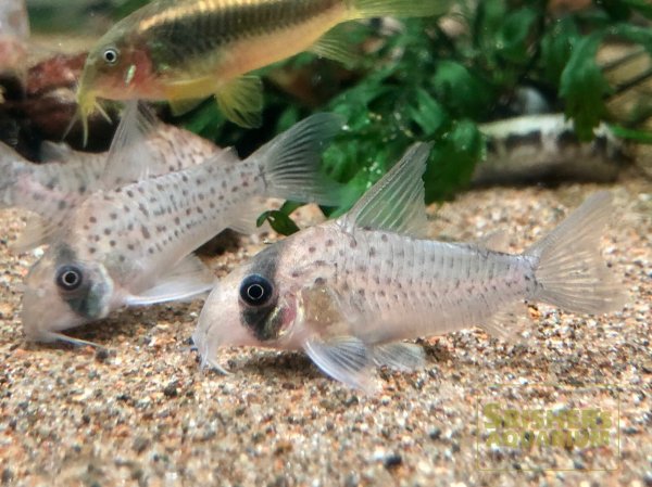 画像4: コリドラス　アトロペルソナータス (4)