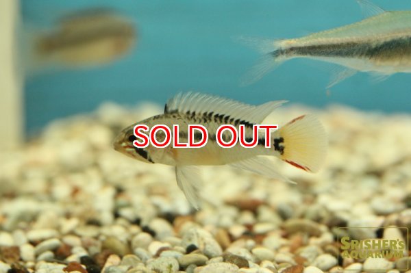 画像4: アピストグラマ sp.cf D28 国産ブリード (ペア) (4)