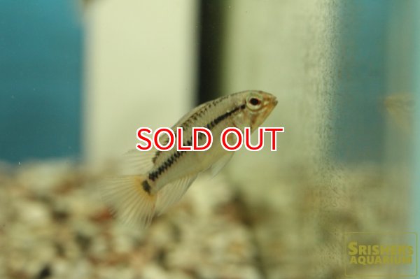 画像5: アピストグラマ sp.cf D28 国産ブリード (ペア) (5)