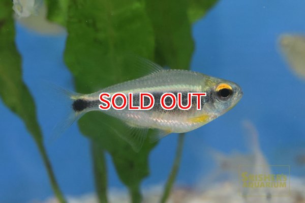 画像5: カイアポーテトラ (5)