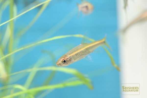 画像2: レッドラインラスボラ (2)