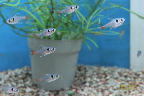 画像4: イエローファントムテトラ（ブリード） (4)