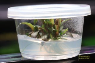 ブセファランドラ　まる様ご確認用 ブセファランドラ まる様ご確認用 aquarium)ブセファランドラ