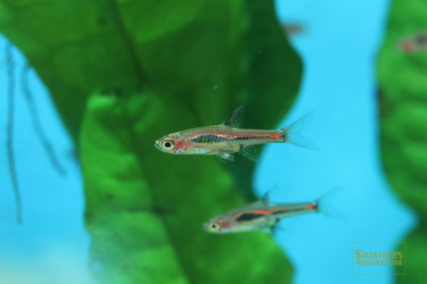 画像3: ボララス メラー (3)