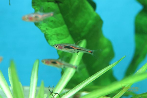 画像6: ボララス メラー (6)