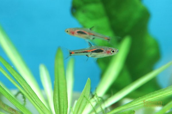 画像2: ボララス メラー (2)