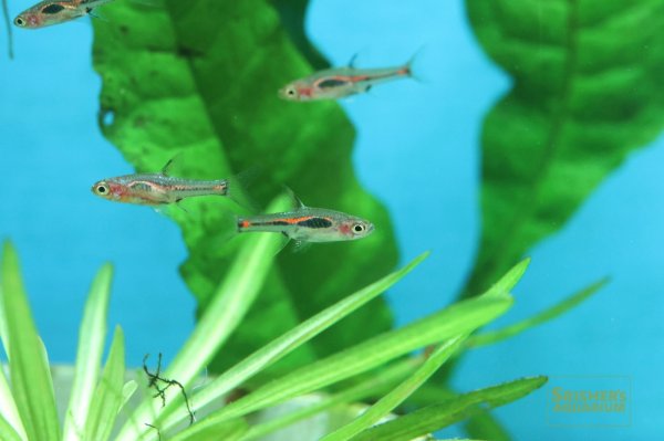 画像5: ボララス メラー (5)