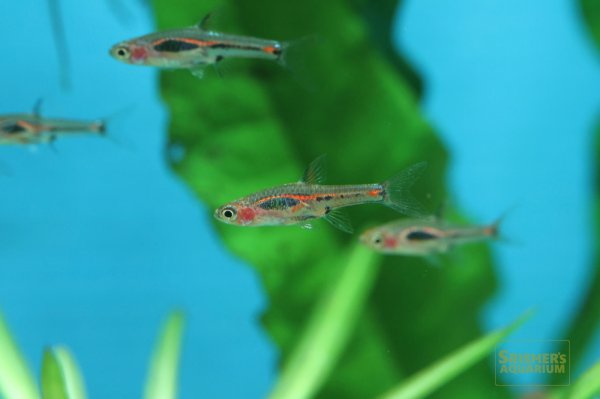 画像4: ボララス メラー (4)