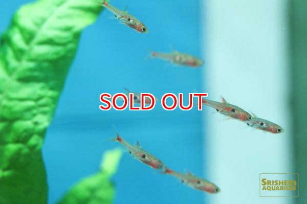 画像3: ボララス　ミクロス　レッド (3)