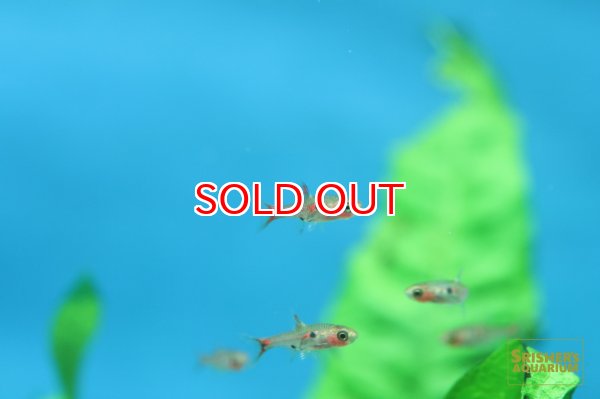 画像2: ボララス　ミクロス　レッド (2)