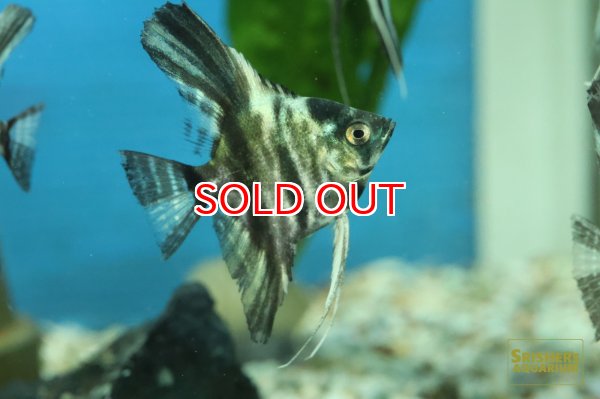 画像2: アバターマーブルエンゼル (2)