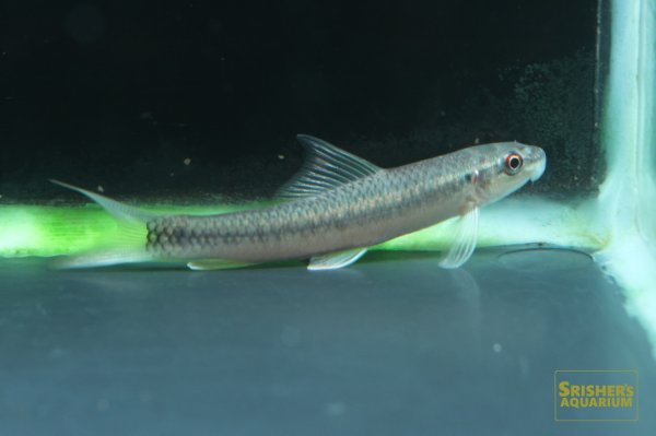 画像2: ラベオ SP.（ナイジェリア） (2)