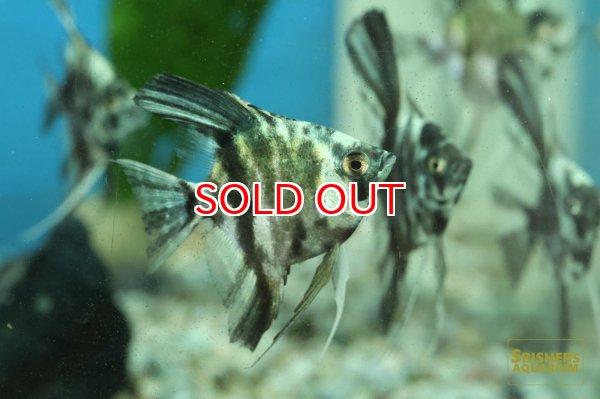 画像3: アバターマーブルエンゼル (3)